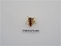 藏品(長角姬天牛)的圖片